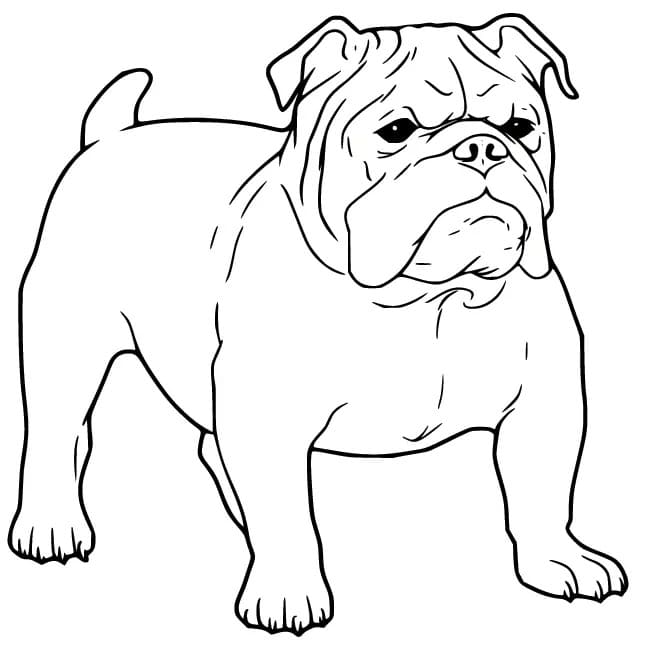 Drawing Bulldog Basic