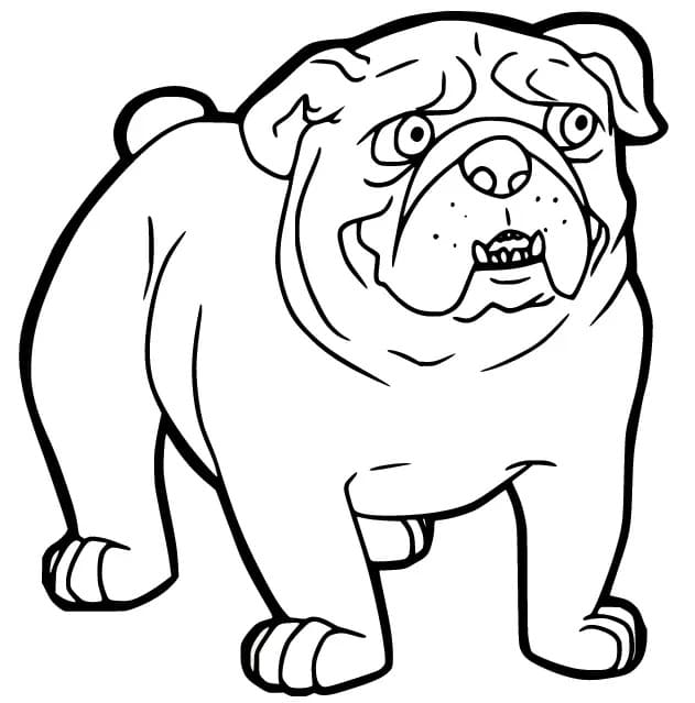 Drawing Bulldog Easy