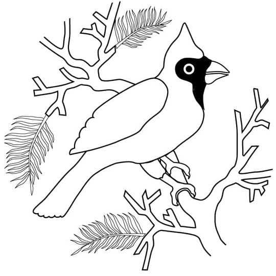 Drawing Cardinal Easy