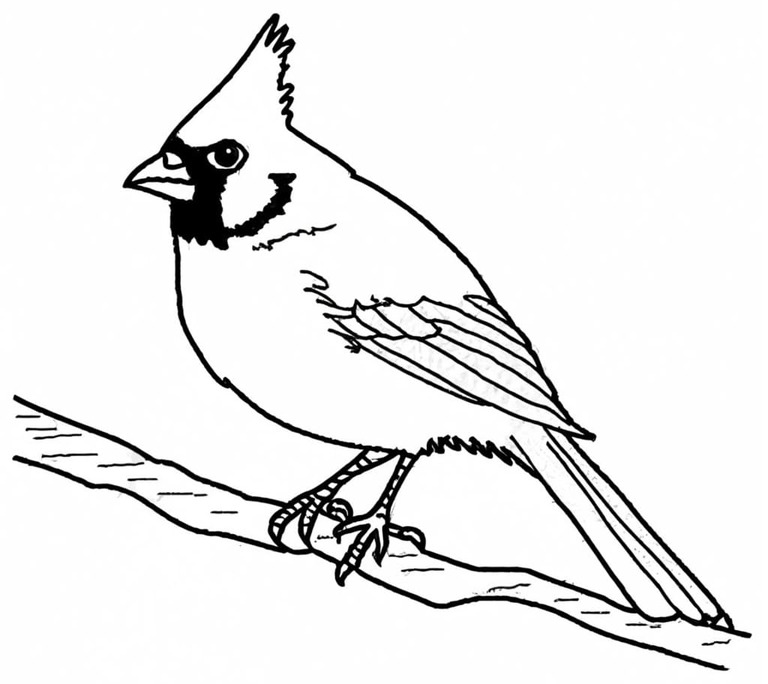 Drawing Cardinal Free