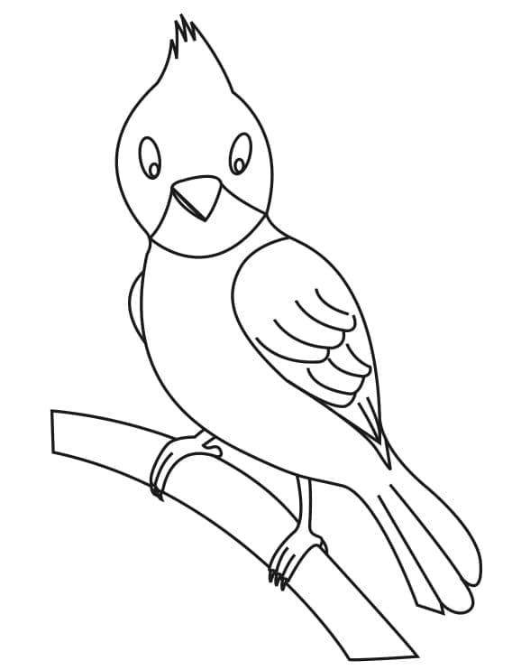 Drawing Cardinal Printable