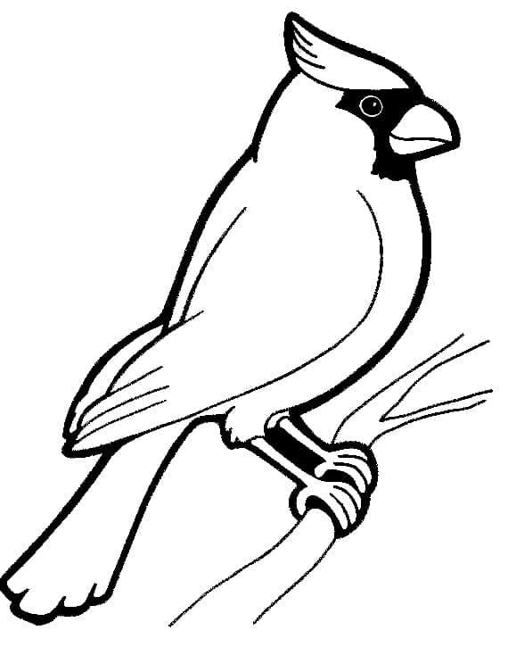 Drawing Cardinal Simple