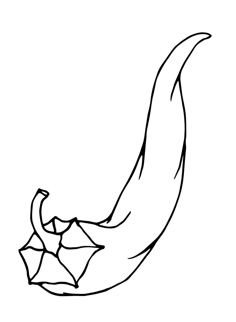 Drawing Chili Pepper simple