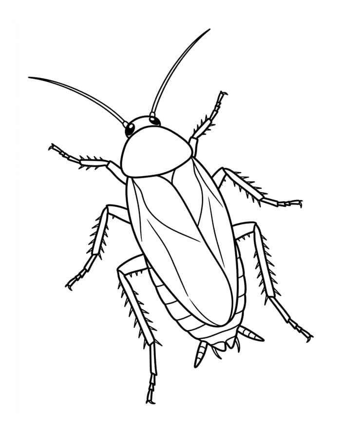 Drawing Cockroach Printable
