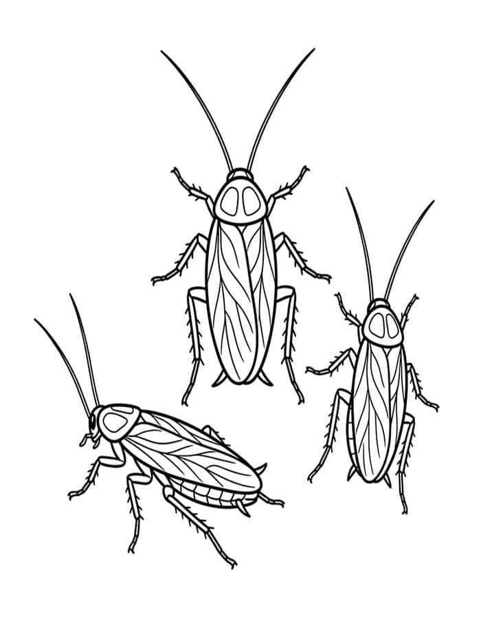 Drawing Cockroach Simple