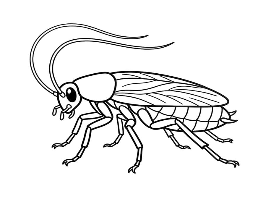 Drawing Cockroach