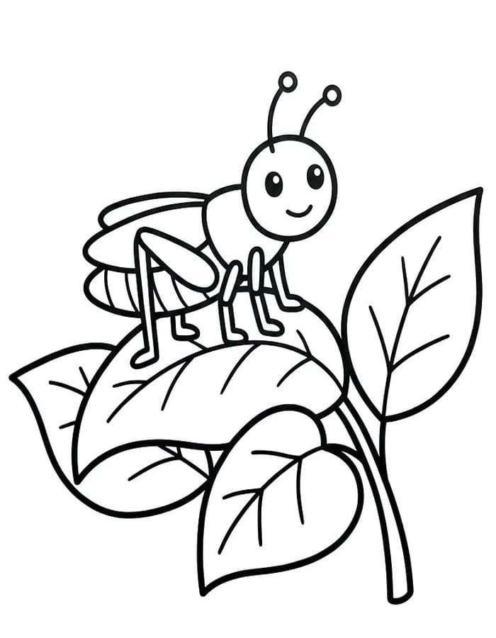 Drawing Cricket Basic
