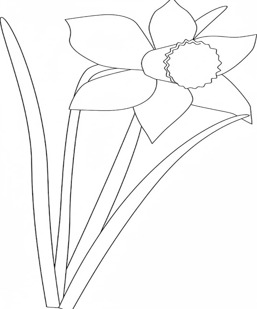 Drawing Daffodil Free