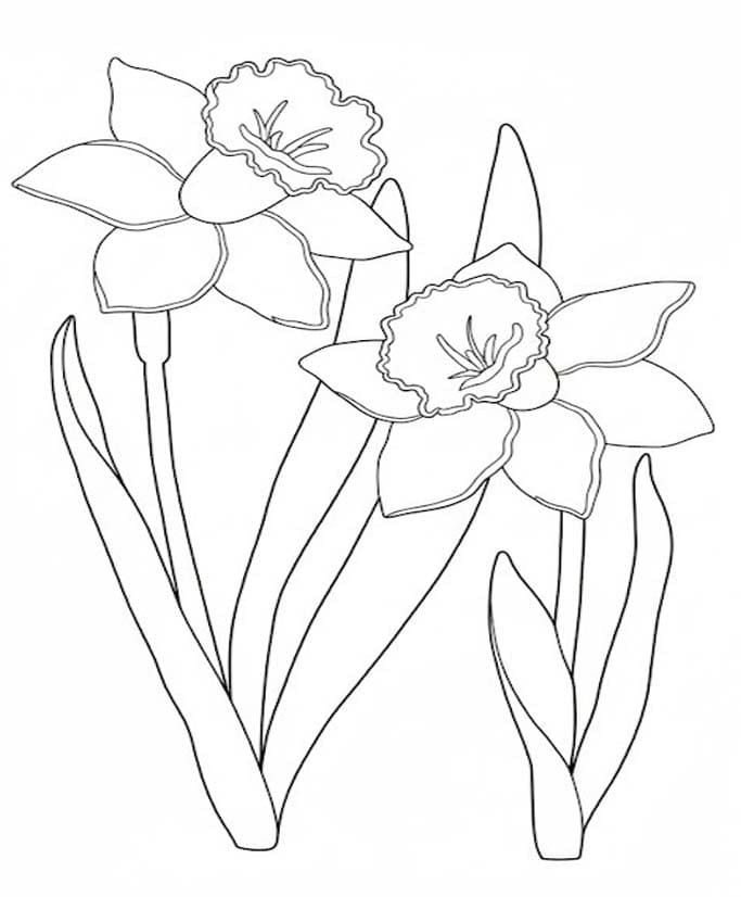 Drawing Daffodil