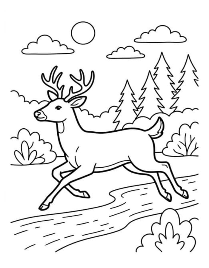 Drawing Deer Basic