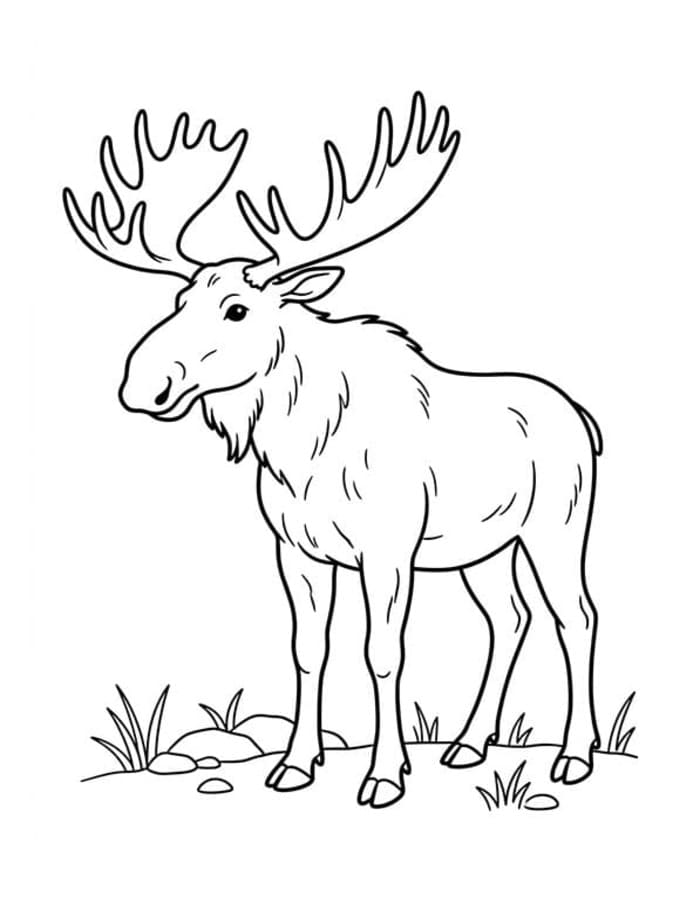 Drawing Deer Free