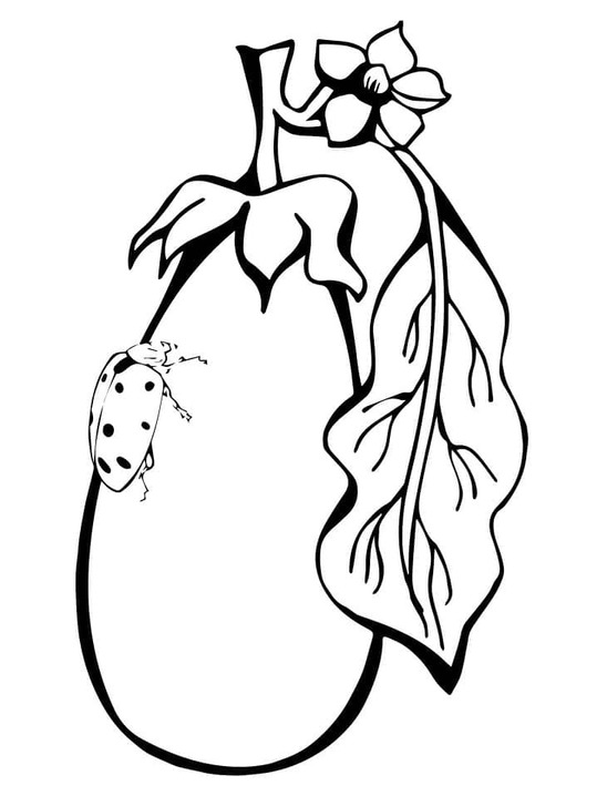 Drawing Eggplant basic