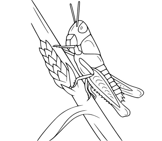 Drawing Grasshopper Free Printable