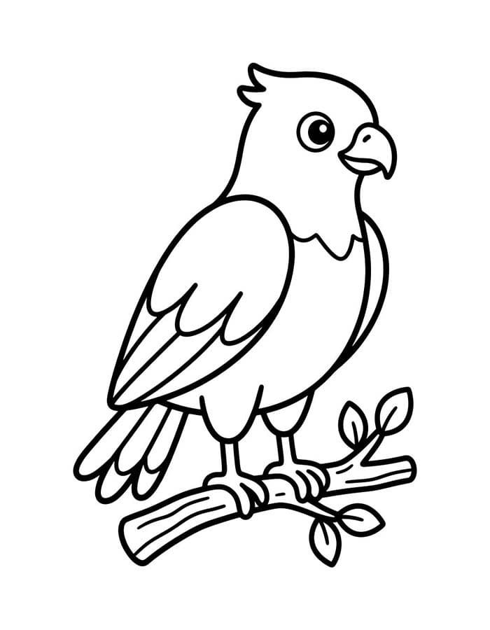 Drawing Hawk Basic