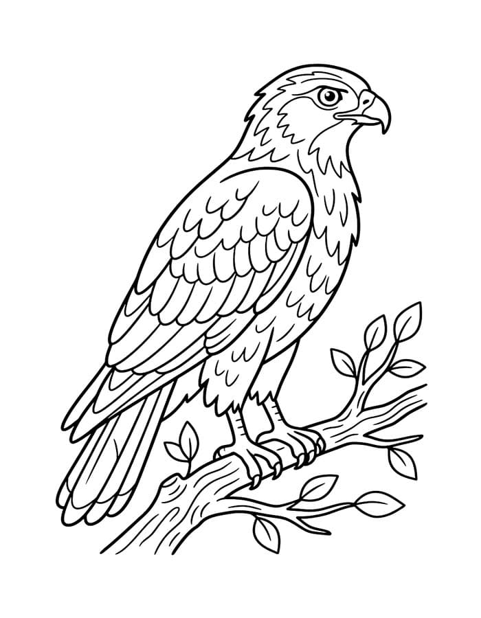 Drawing Hawk Easy