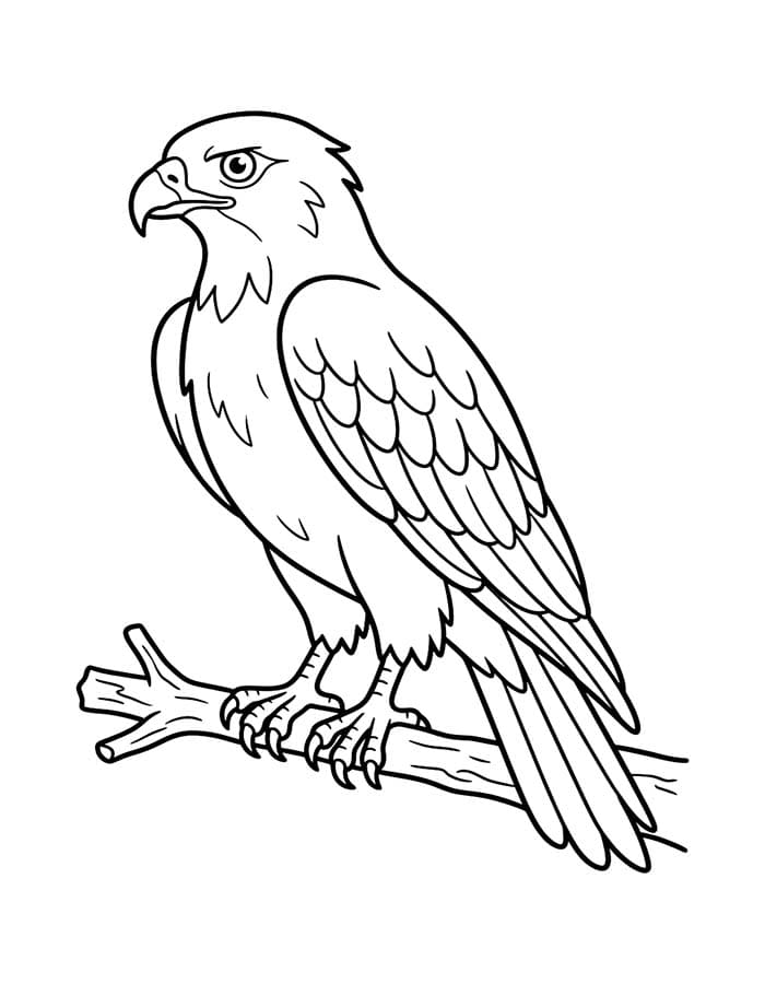 Drawing Hawk Simple