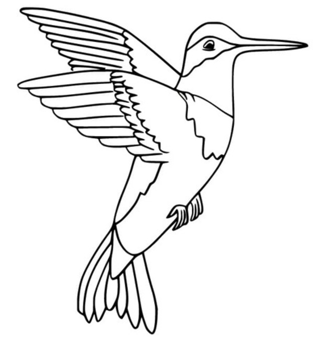 Drawing Hummingbird printable