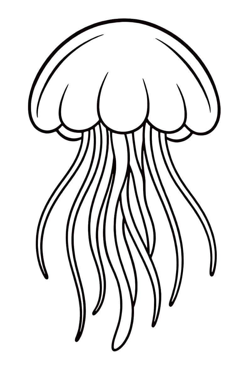 Drawing JellyFish Simple