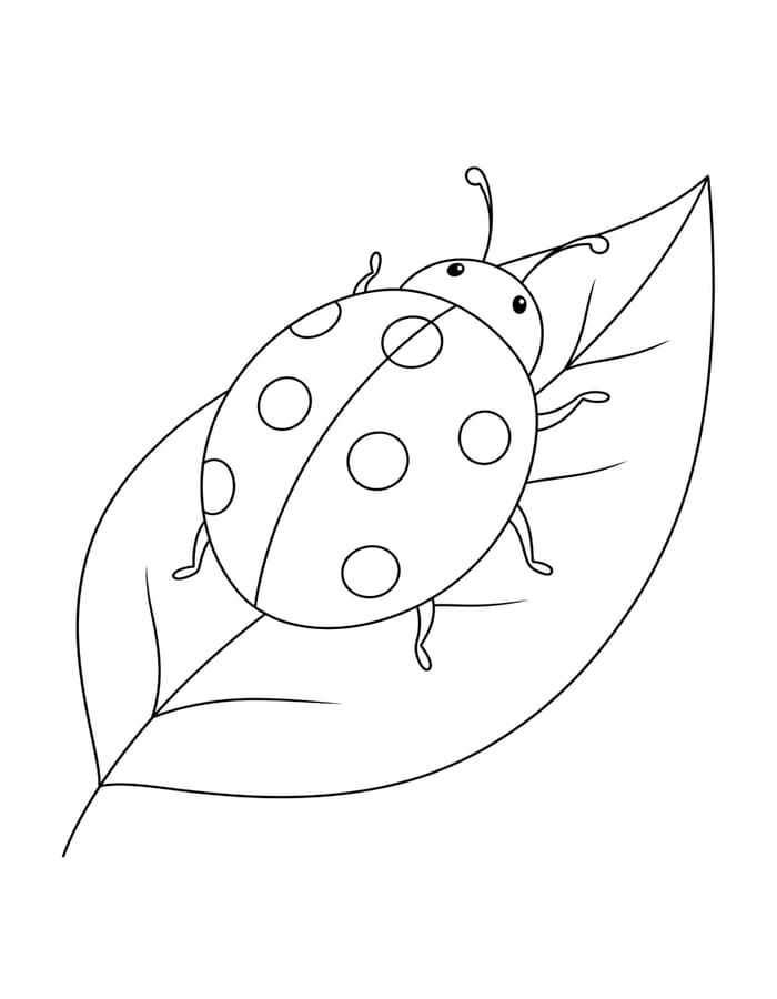 Drawing Ladybug Basic