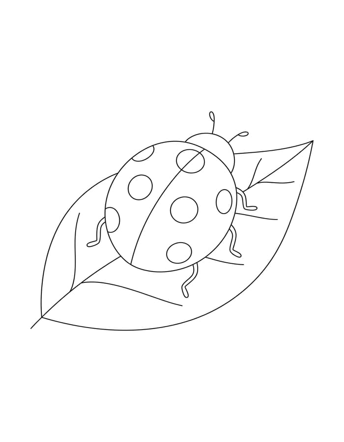 Drawing Ladybug