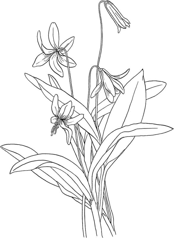 Drawing Lily free printable