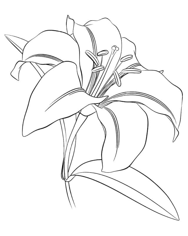 Drawing Lily printable