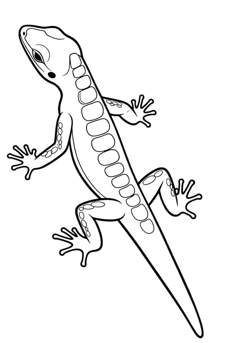 Drawing Lizard Basic