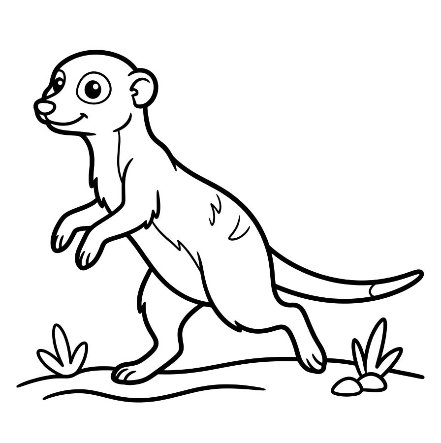Drawing Meerkat Basic