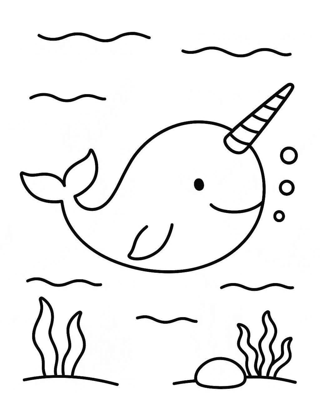 Drawing Narwhal Free