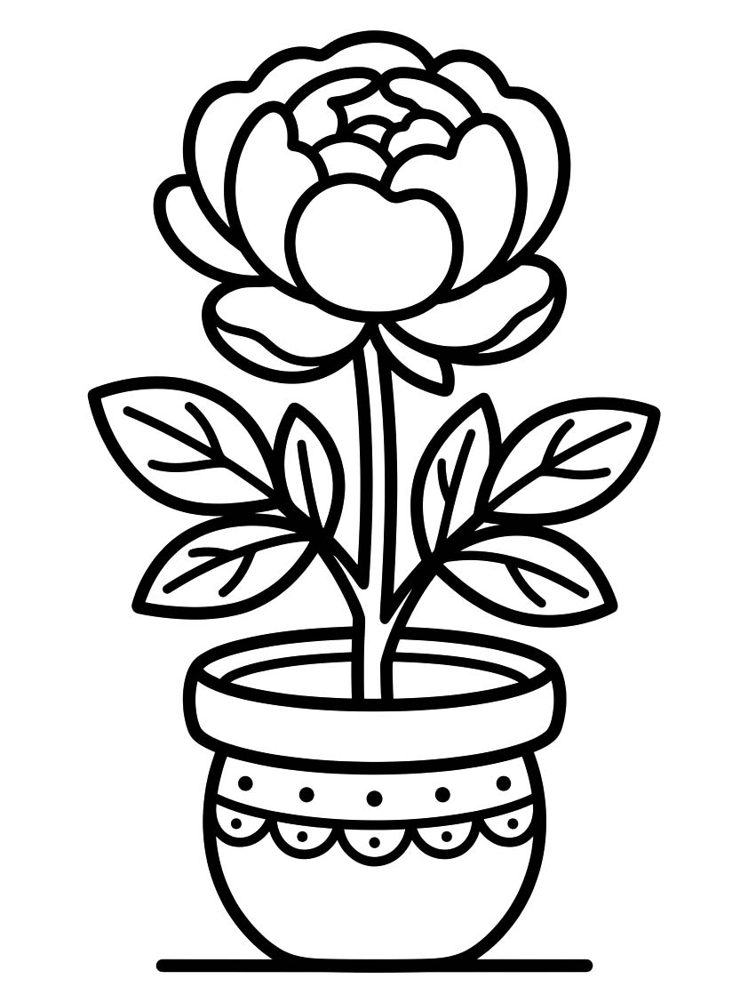 Drawing Peony Basic