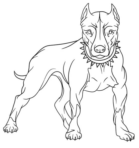 Drawing Pitbull Free