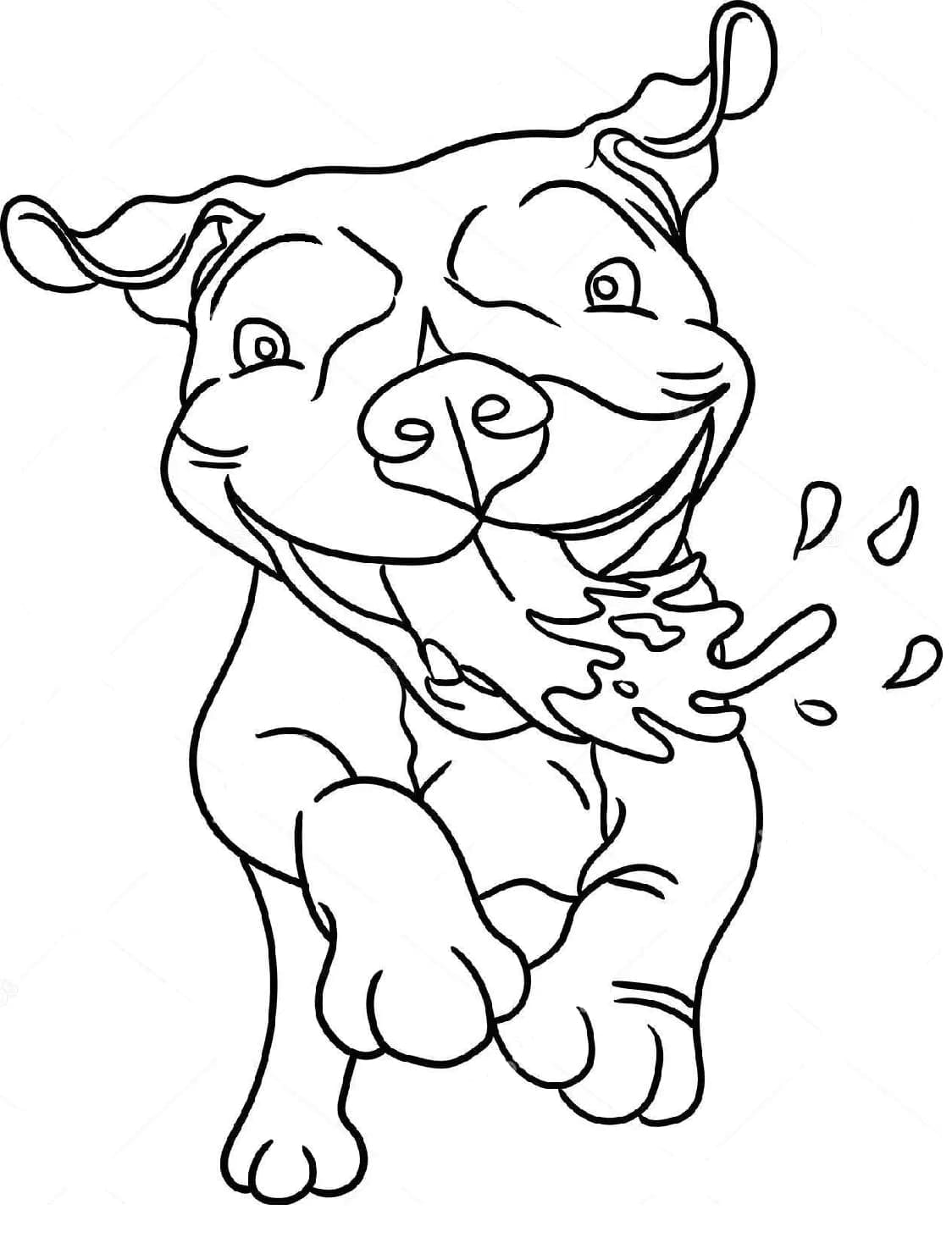 Drawing Pitbull