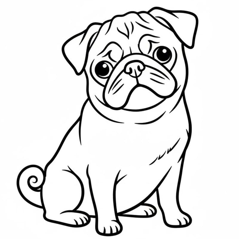 Drawing Pug Basic