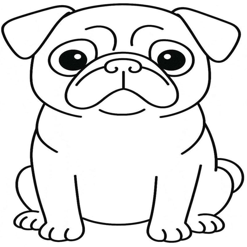 Drawing Pug