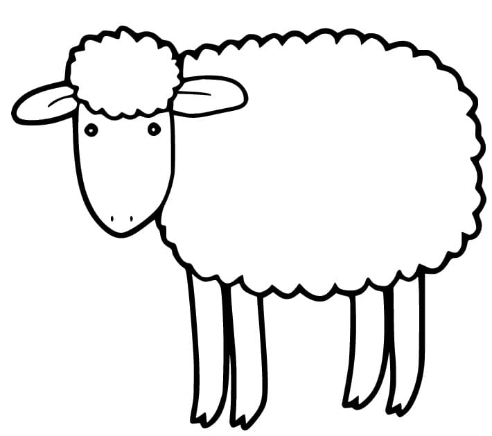 Drawing Sheep simple