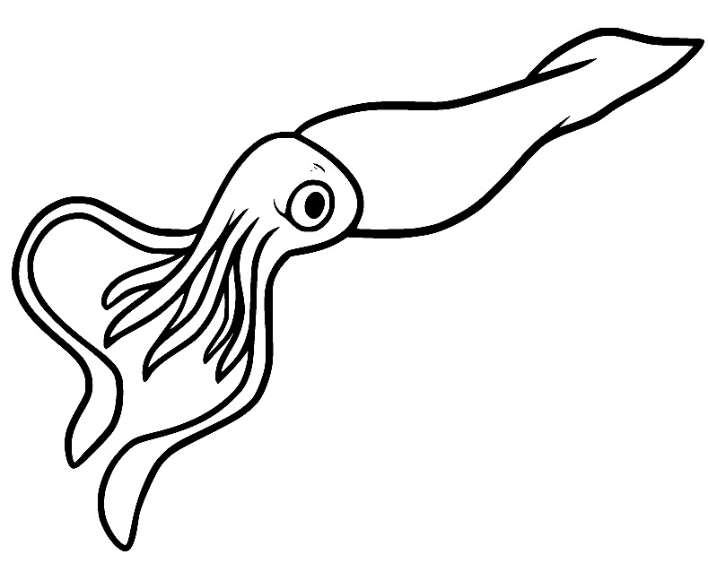Drawing Squid Basic