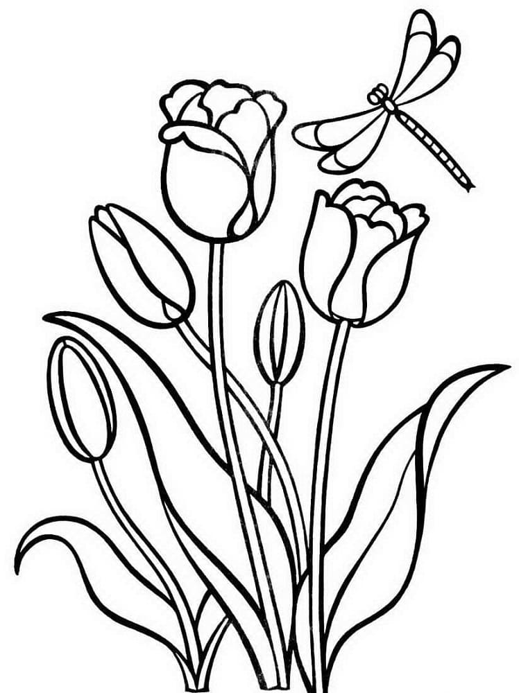 Drawing Tulip Easy