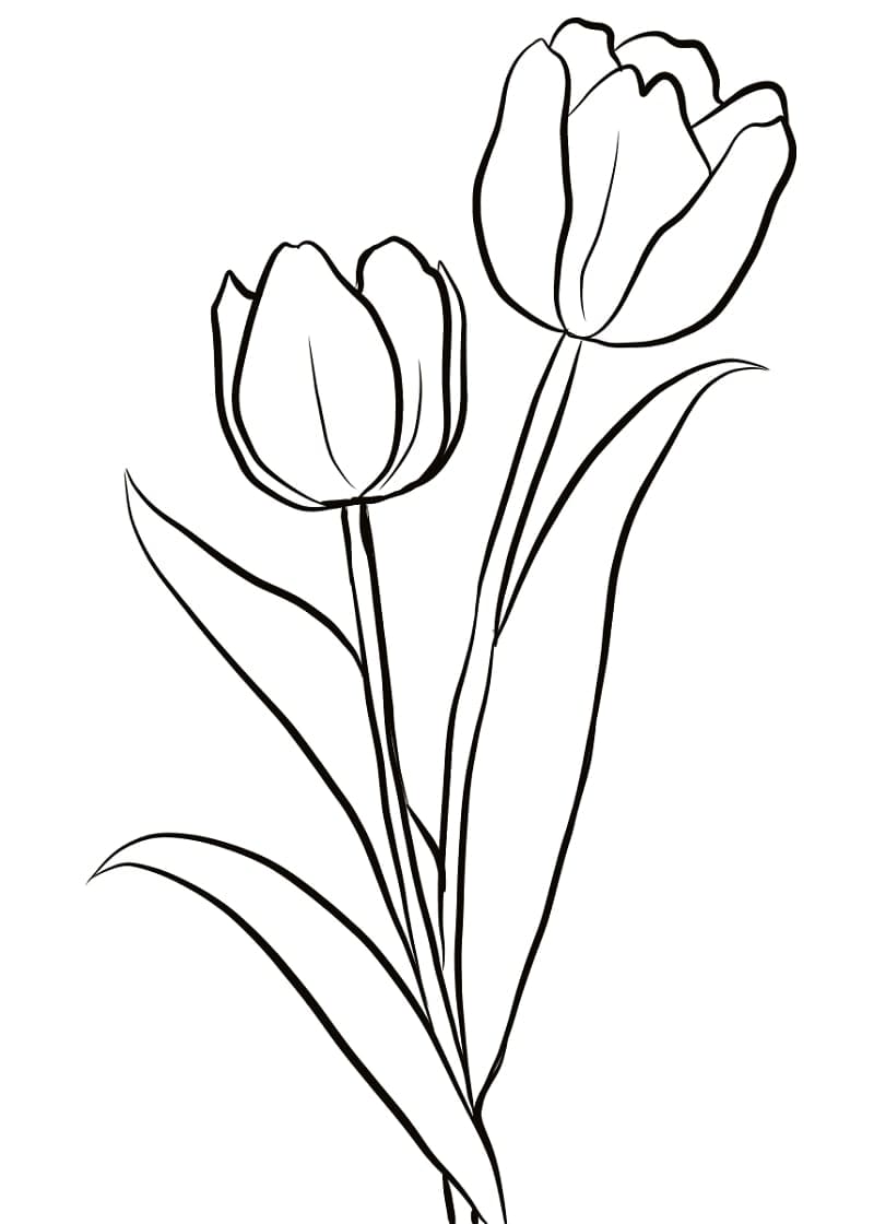 Drawing Tulip Printable