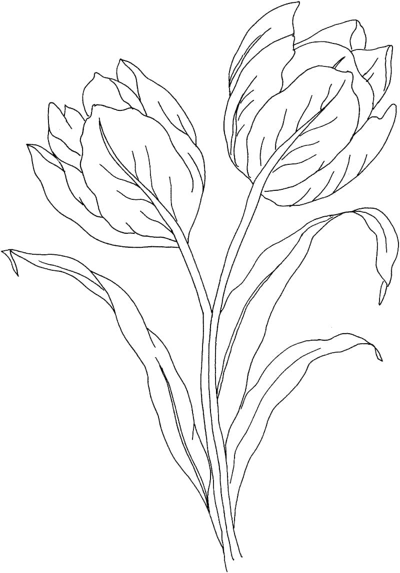 Drawing Tulip Simple