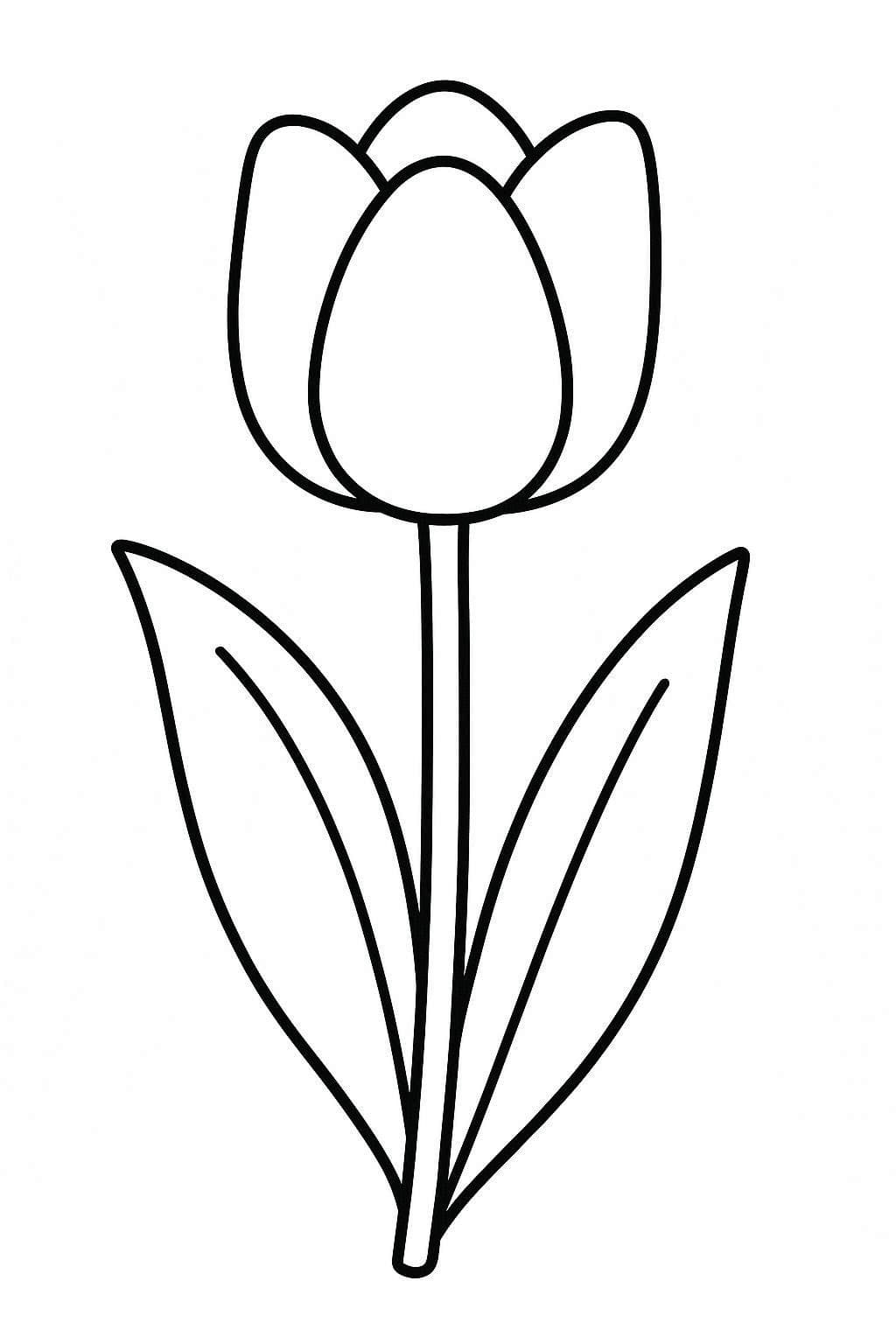 Drawing Tulip