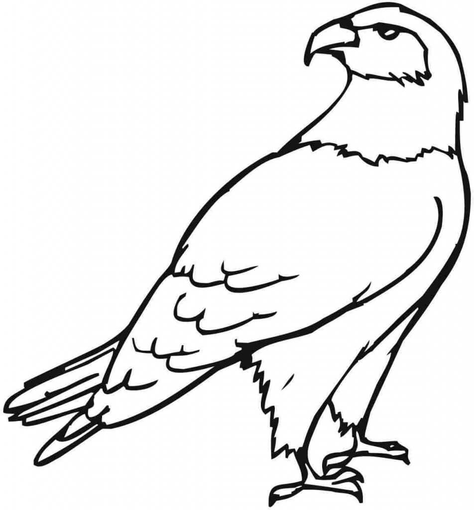 Eagle 4 Coloring Game Eagle 4