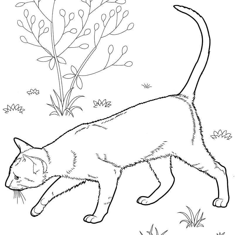 East Shorthair Cat Coloring Game East Shorthair Cat