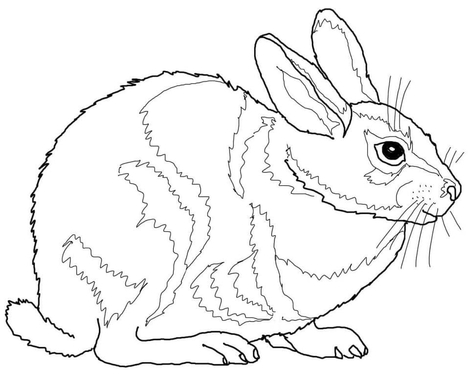 Eastern Cottontail Rabbit