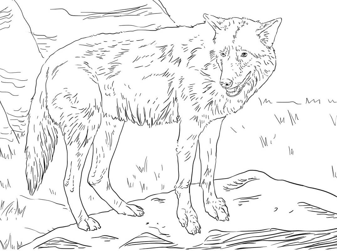 Eastern Wolf Coloring Game Eastern Wolf