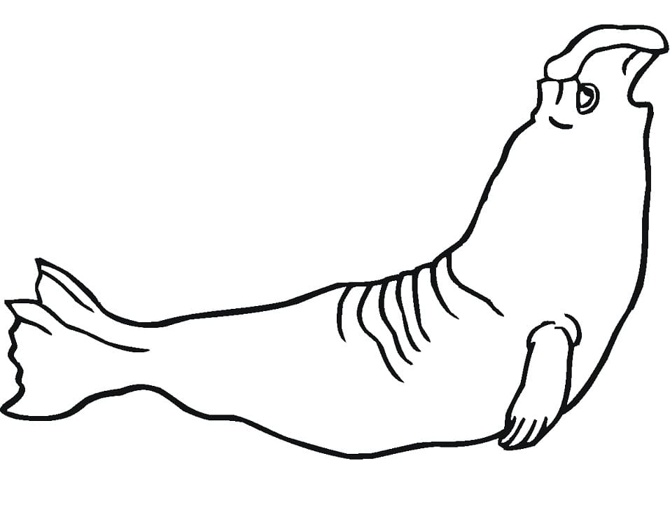 Easy Elephant Seal