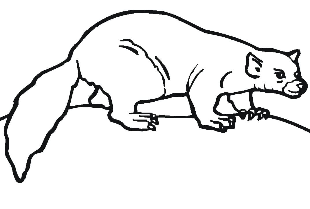 Easy Ferret Coloring Game Easy Ferret