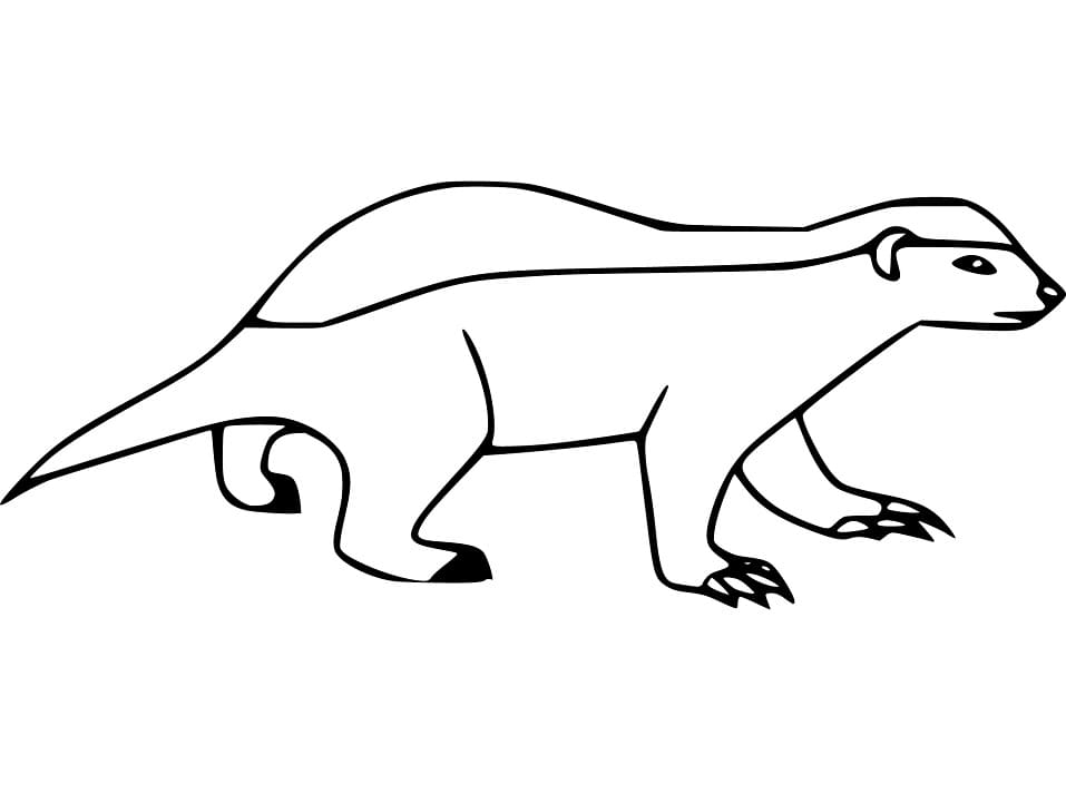 Easy Honey Badger Coloring Game Easy Honey Badger