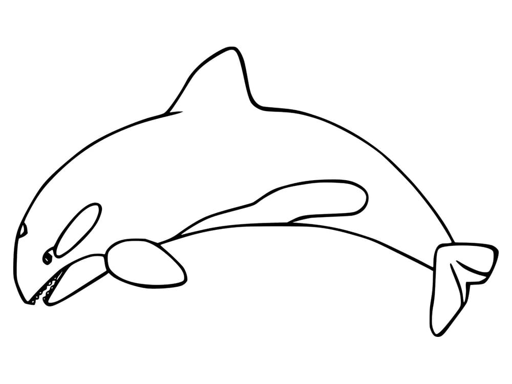 Easy Orca