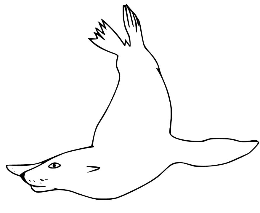 Easy Sea Lion Swimming Coloring Game Easy Sea Lion Swimming