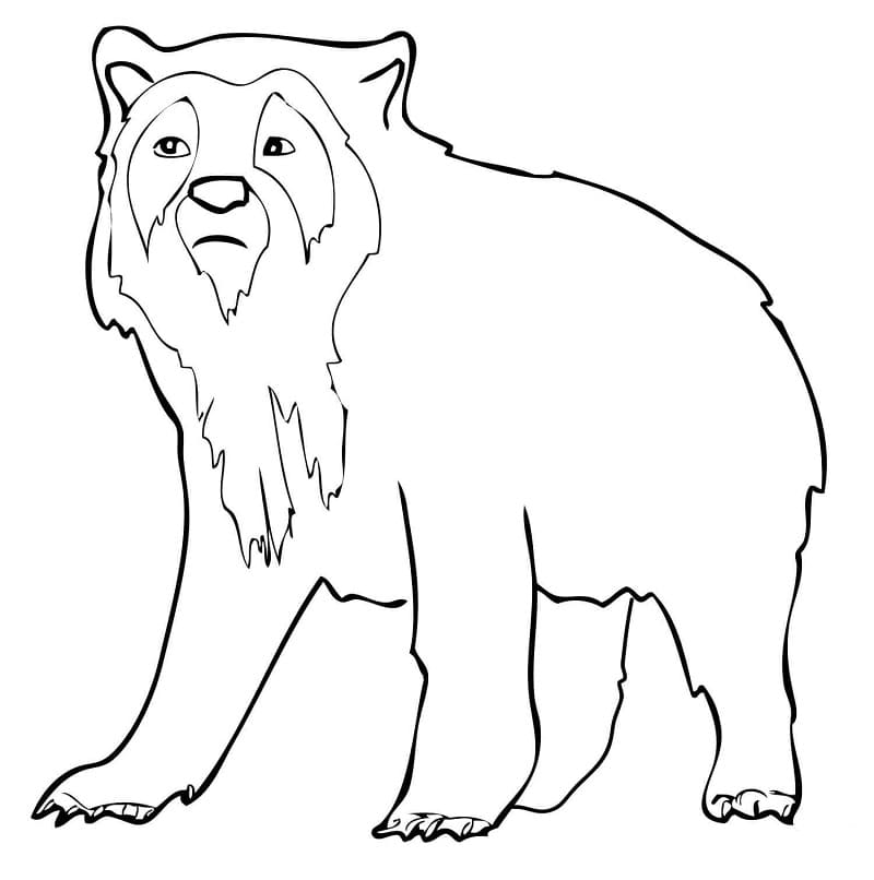 Easy Spectacled Bear Coloring Game Easy Spectacled Bear